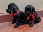 Cocker Spaniel Puppies