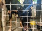 pure breed Doberman
