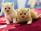 Persian Kittens