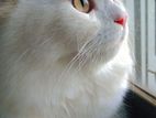 Persian Cat