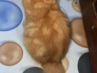 Persion Cat