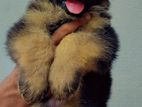 Pure Breed German Shepherd Puppies