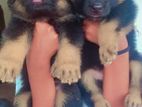 German Shepherd Puppies