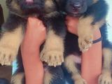 German Shepherd Puppies