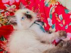 Himalayan Persian Cat