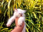 Pure Breed Himalion Persian Cat