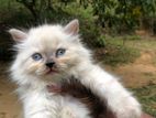 Himaliyan Kitten