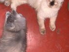 pure breed Himaliyen male