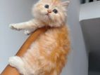 Persian Kitten Doll Face