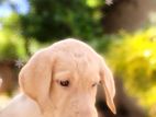 Labrador Puppies