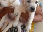 Labrador Puppies
