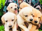 Pure Breed Labrador Puppies