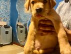 Pure Breed Labrador Puppies