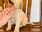 Pure breed Labrador Retriever puppies for sale