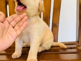 Labrador Retriever Puppy