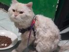 Pure Breed Male Persian Cat
