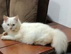 Pure Breed Persian Cat