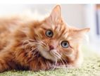 Pure breed Persian cat