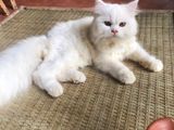 Persian Kitten