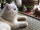 Persian Cat