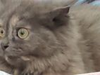 Pure Breed Persian Cat