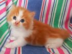 Pure Breed Persian Cat