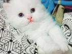 pure breed persian cat