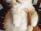 Persian Cat