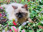 Pure Breed Persian Cat