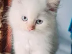Pure Breed Persian Cat