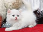 Pure Breed Persian Cats