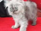 Pure Breed Persian Cats