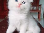 Pure Breed Persian Cats