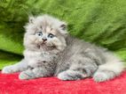 Pure Breed Persian Cats