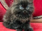 Pure Breed Persian Cats