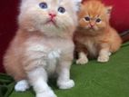 Persian Cats