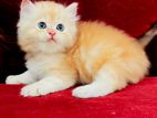 Pure Breed Persian Cats