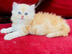 Pure Breed Persian Cats