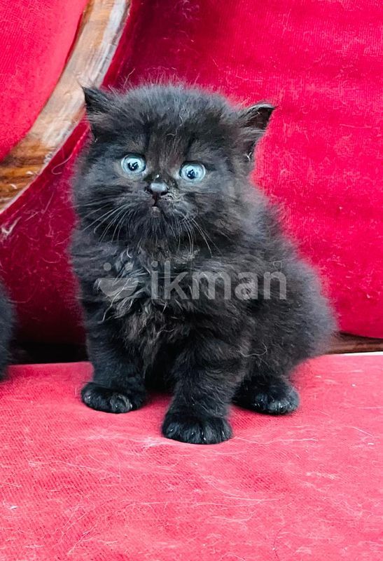 Persian Black Smoke British Shorthair Kittens For Sale British