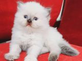 Pure Breed Persian Cats