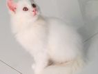 Persian Cat