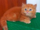 Persian Kittens