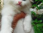 Pure Breed Persian Cats