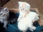 pure breed persian cats