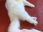 pure breed Persian female cat