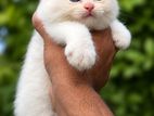 Pure Breed Persian Females