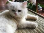 Pure Breed Persian Cat