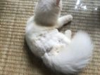 Persian Cat