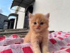 Persian Kitten