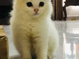 Pure Breed Persian